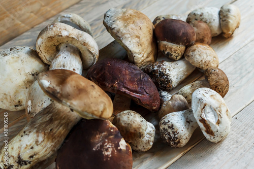 Mushrooms lie on wooden boards. White mushroom. Popular white boletus. Cooking delicious organic mushrooms. Porcini mushrooms close up.