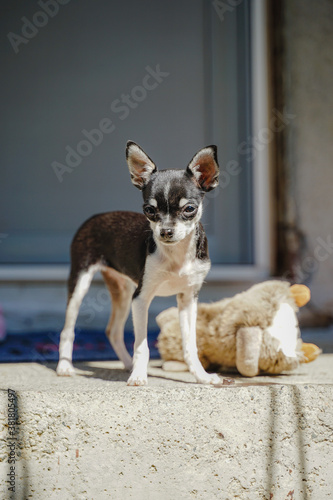 a chihuahua playing with a doll