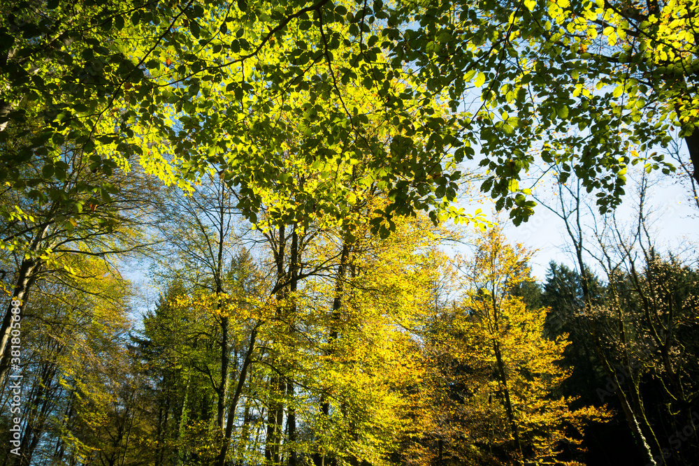 autumn trees in the park