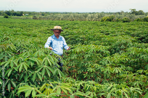 The Asian elder farmers man checking the yield in cassava fields..