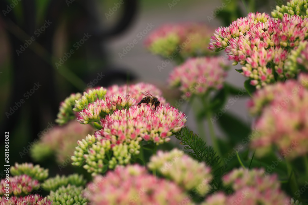 Fototapeta premium Bee on beautiful decorative garden plant. Sedum (Sedum spectabile) at autumn sunny day. Flower card background with pink sedum and sun rays or floral wallpaper