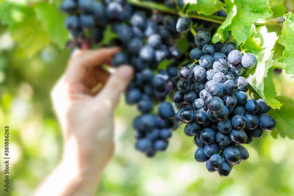 Black grapes on a vine close up