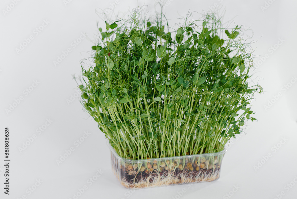 Micro-green pea sprouts close-up on a white background in a pot with soil. Healthy food and lifestyle Micro-green pea sprouts close-up on a white background in a pot with soil. Healthy food and lifestyle