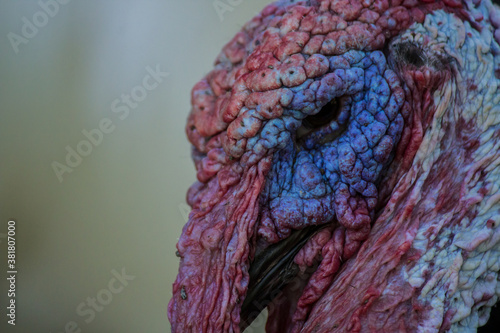 Selective focus close up portrait of a turkey bird with red and blue colored face