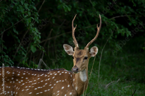 Fototapeta Naklejka Na Ścianę i Meble -  Close up portrait of a spotted deer standing and looking away in a forest in India