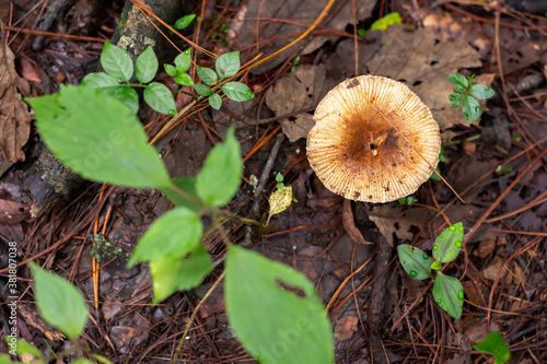 Hongos en bosque otoñal