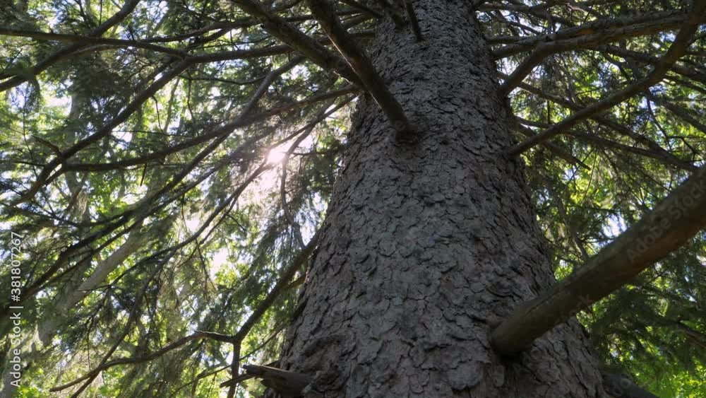 Sun Rays Light Through Pine Tree Branches Sun Rays Light Through Pine Tree Branches