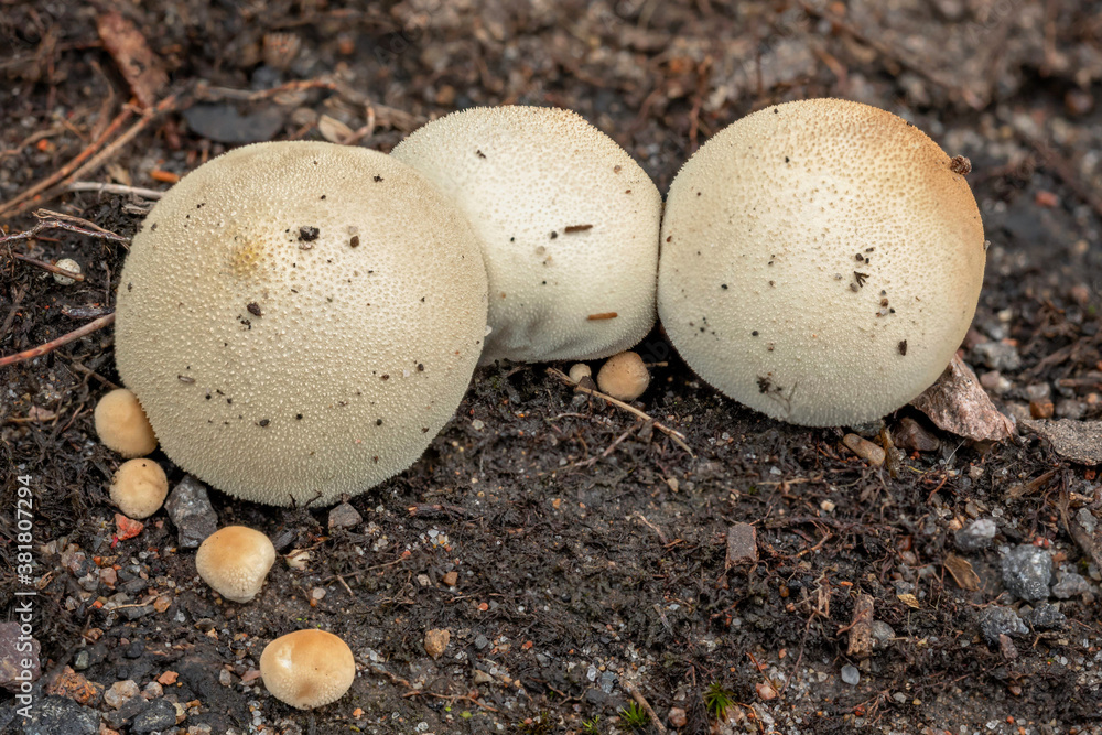 A cluster of Lycoperdon pyriforme puffballs - up to approx 35mm dia - NSW, Australia A cluster of Lycoperdon pyriforme puffballs - up to approx 35mm dia - NSW, Australia