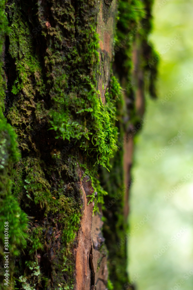 Musgo en árboles del bosque y hojas verdes Musgo en árboles del bosque y hojas verdes