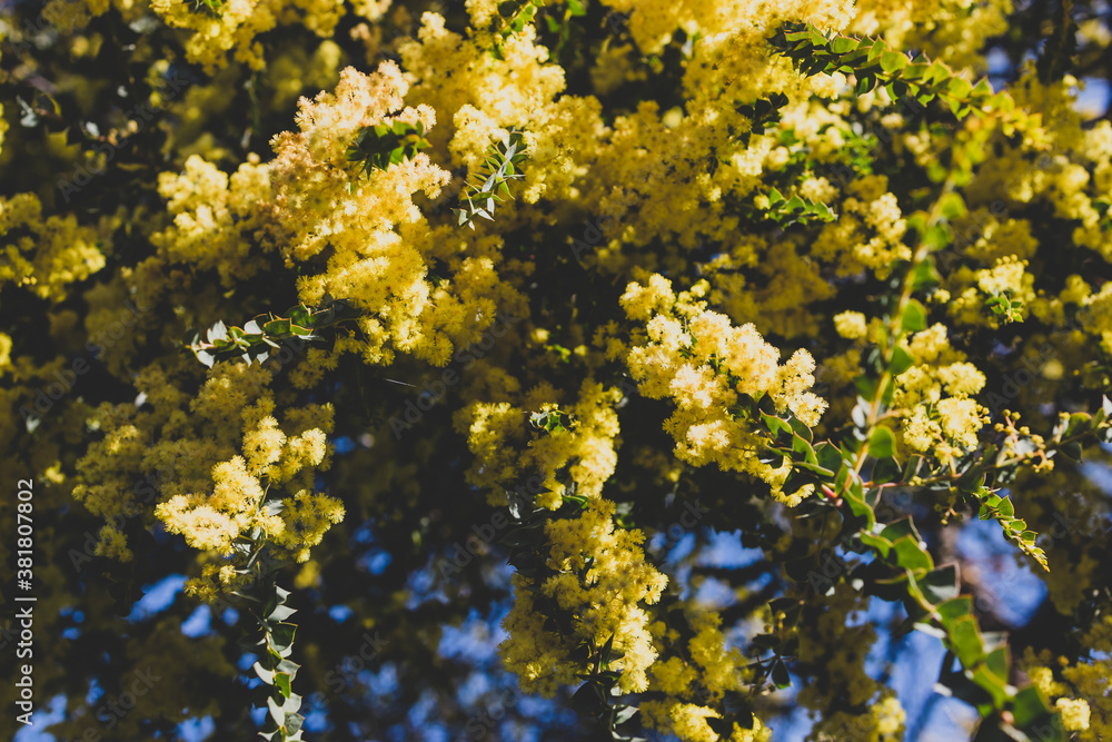 native Australian wattle plant outdoor in a sunny backyard native Australian wattle plant outdoor in a sunny backyard