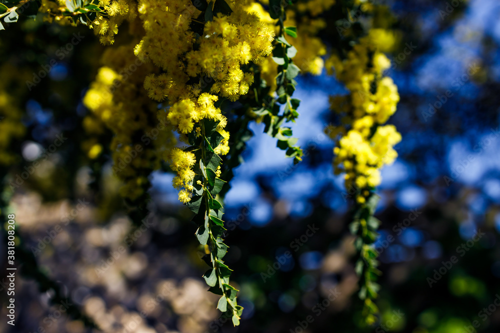 native Australian wattle plant outdoor in a sunny backyard native Australian wattle plant outdoor in a sunny backyard