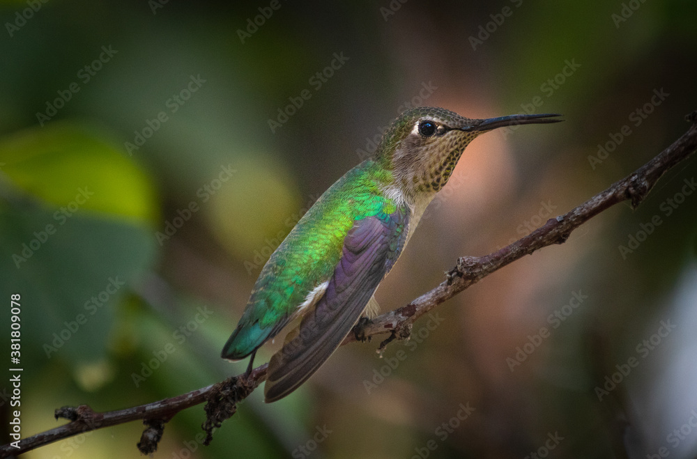Fototapeta premium hummingbird on a branch