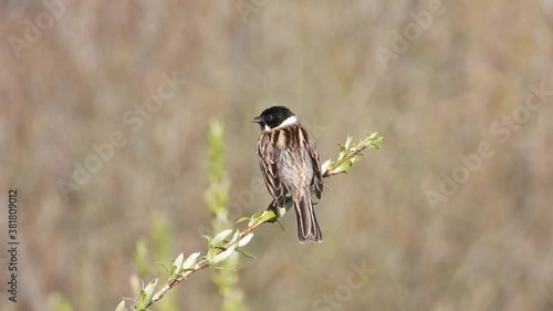 Rohrammer (Emberiza schoeniclus) photo