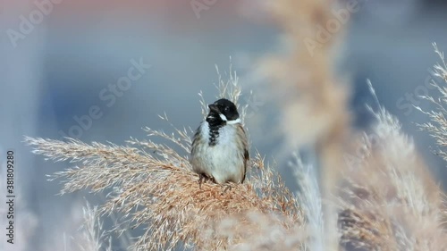 Rohrammer (Emberiza schoeniclus) photo