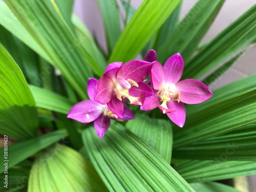 Close up Orchid flower in Thailand