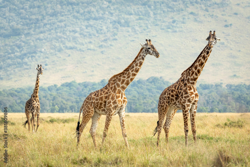 Fototapeta premium Three adult female giraffes walking together in Masai Mara plains in Kenya