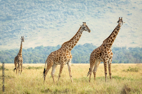 Fototapeta Naklejka Na Ścianę i Meble -  Three adult female giraffes walking together in Masai Mara plains in Kenya