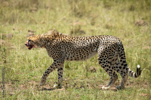 Landscape portrait of a cheetah walking with blood dripping from its mouth in Masai Mara in Kenya