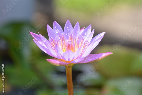 Close up purple lotus flower in Thailand
