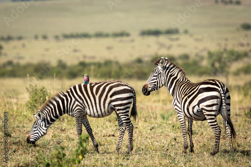 Two zebras and lilac breasted roller in Masai Mara plains in Kenya
