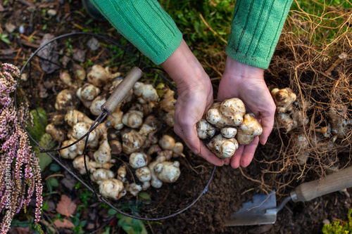 Fotografie Autumn harvest of Jerusalem artichoke tubers in the garden.