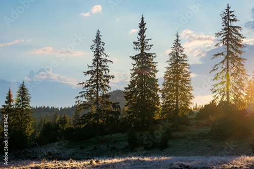 coniferous forest in autumn at sunrise. dry grass in hoarfrost on the hillside meadow. clouds on the morning sky