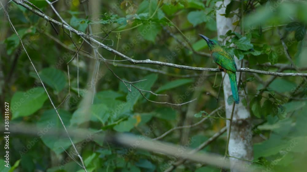 Extended 1 min shot of jacamar bird doing stunts and moving on jungle liana Extended 1 min shot of jacamar bird doing stunts and moving on jungle liana