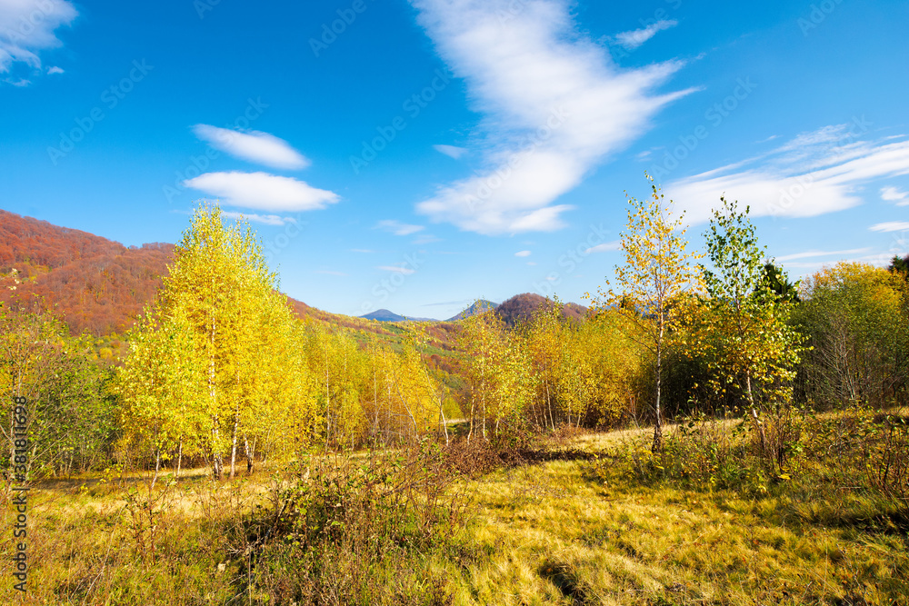 birch trees in mountainous landscape. yellow foliage on the branches. beautiful nature scenery of uzhanian national park. sunny autumn weather with blue sky.