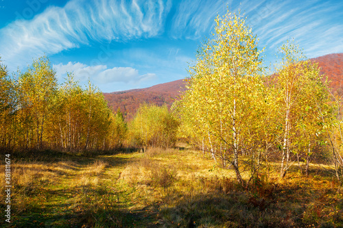 yellow autumnal landscape in mountains. beautiful nature scenery with beech forest in yellow foliage. warm sunny weather beneath a blue sky. carpathian countryside