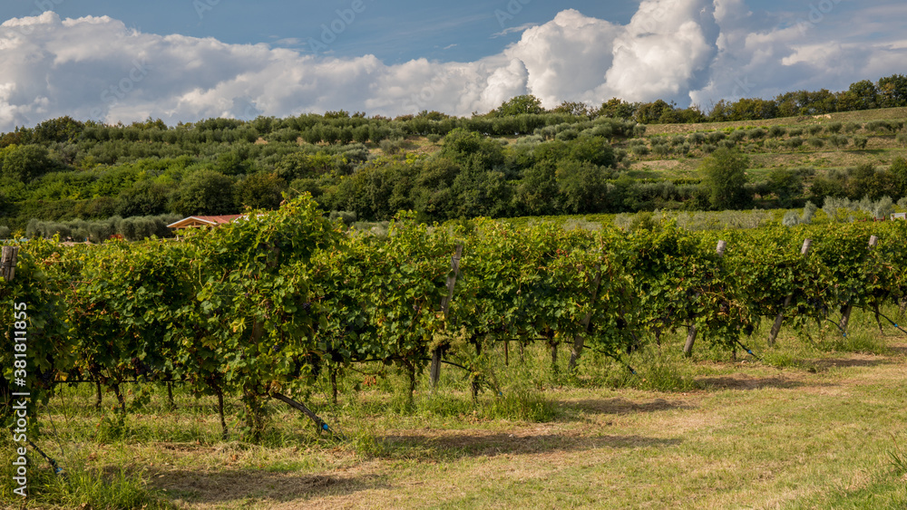 Weinanbau in Italien