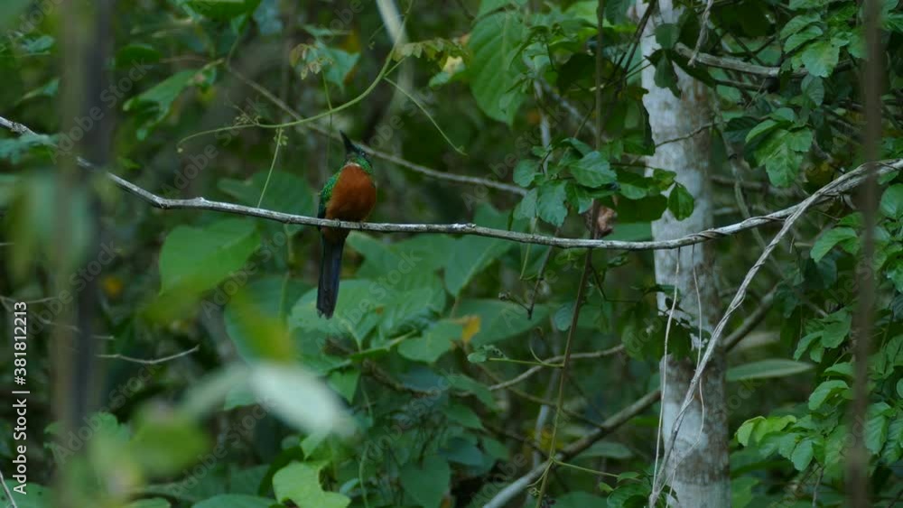 Agile jacamar bird takes off during hunt only to come back empty handed Agile jacamar bird takes off during hunt only to come back empty handed