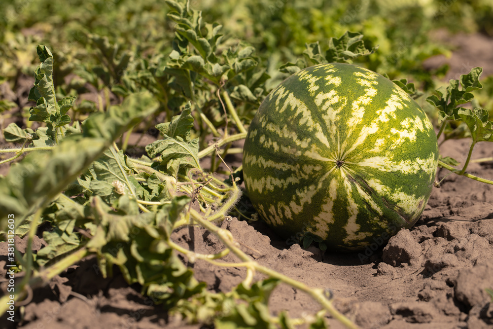 Large ripe watermelons in summer on melons Large ripe watermelons in summer on melons