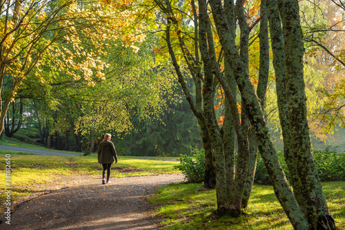 Fototapeta Naklejka Na Ścianę i Meble -  Adult woman walking away alone on path in autumn park