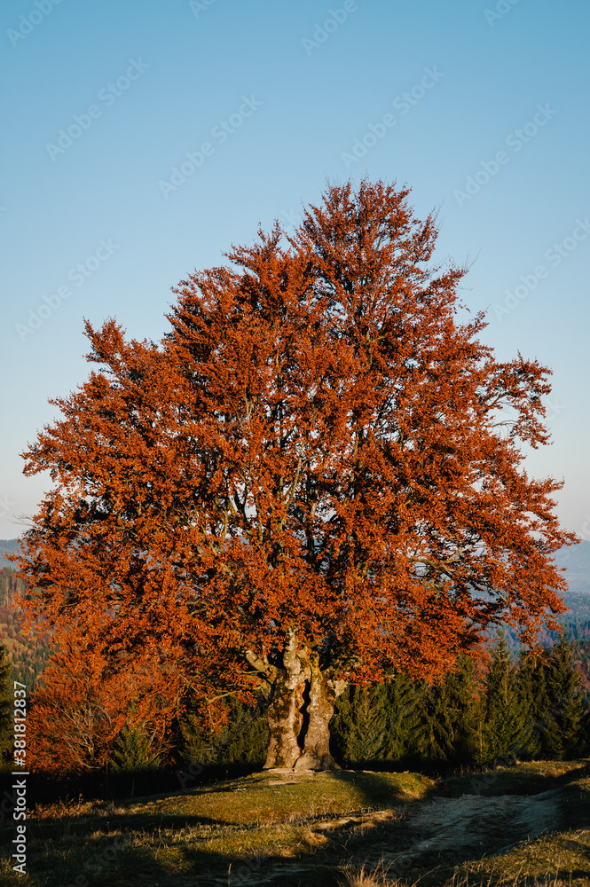 Fototapeta premium Autumn day in the mountains. Tree on the edge of a hill in fall colors. The wonderful countryside in the morning.