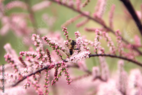 bee on pink flowers © first_bogdan