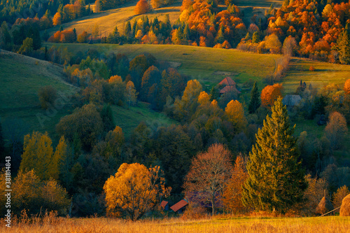 Yellow autumn trees on a mountain hill, beautifully illuminated by evening sunlight. A small village rural houses on the hills, at the Carpathian mountains. Ukraine.