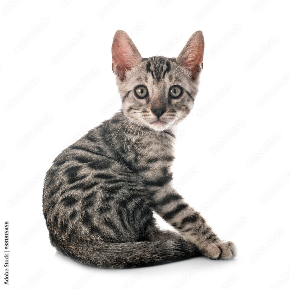 bengal kitten in studio bengal kitten in studio