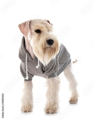 miniature schnauzer in studio