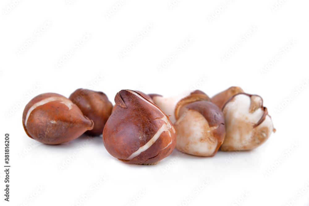 group of tulip bulbs isolated on white background group of tulip bulbs isolated on white background