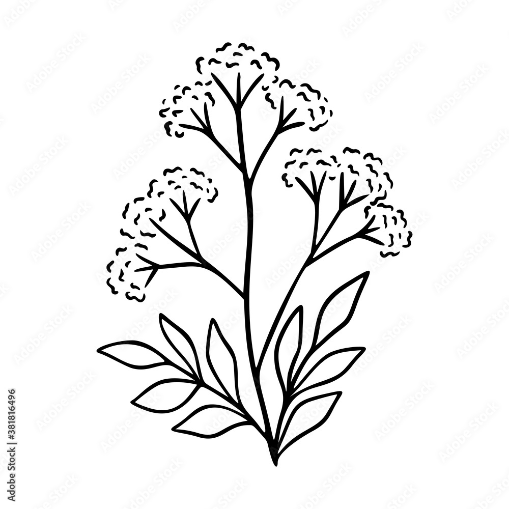 Valerian outline hand drawn element. Herbs doodle botanical icon valerian for logo. Herbal and meadow plant, grass. Modern simple style. Vector illustration isolated on white background.