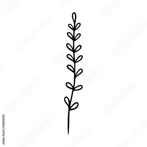 Wildflower outline hand drawn element. Herbs doodle botanical icon. Herbal and meadow plant, grass. Rustic blossom element for logo, wedding, print. Vector illustration isolated on white background.