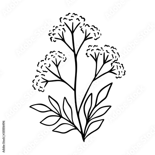 Valerian outline hand drawn element. Herbs doodle botanical icon valerian for logo. Herbal and meadow plant, grass. Modern simple style. Vector illustration isolated on white background.