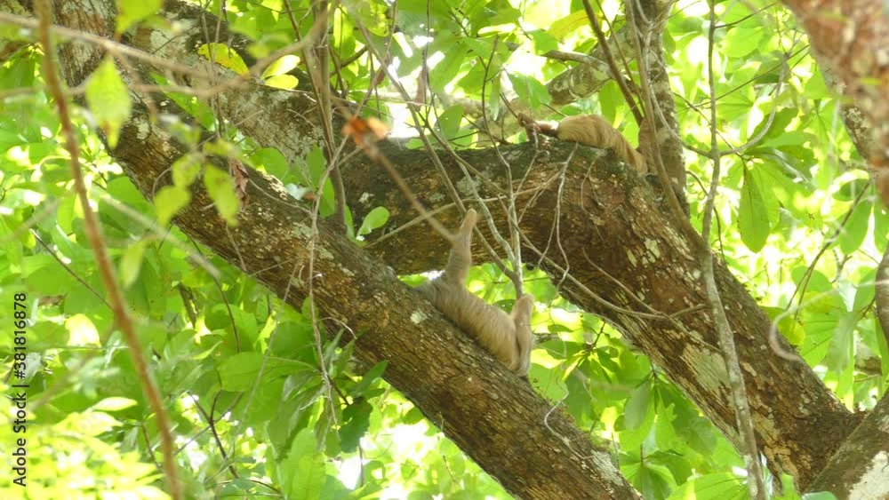 Magical animals called pygmy three toed sloths are real gift of mother earth Magical animals called pygmy three toed sloths are real gift of mother earth