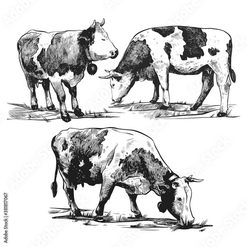 Alpine cows graze set hand drawn in a graphic style. Vintage vector engraving illustration for poster, web, packaging, branding, flyer, print. Isolated on white background