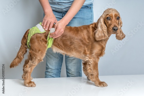Woman changing diaper of her dog - estrus cycle concept photo