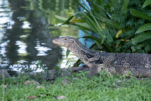 Close-up Water monitor -Varanus salvator - lizard in the park.