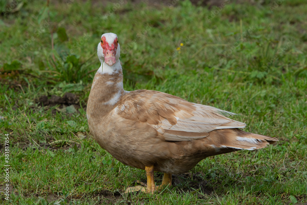 Ente steht auf Wiese Ente steht auf Wiese