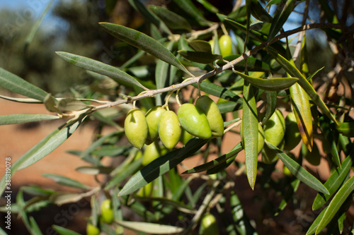 Aceitunas verdes en el olivar