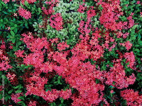 Red Ixora or West Indian Jasmine flowers in the garden.