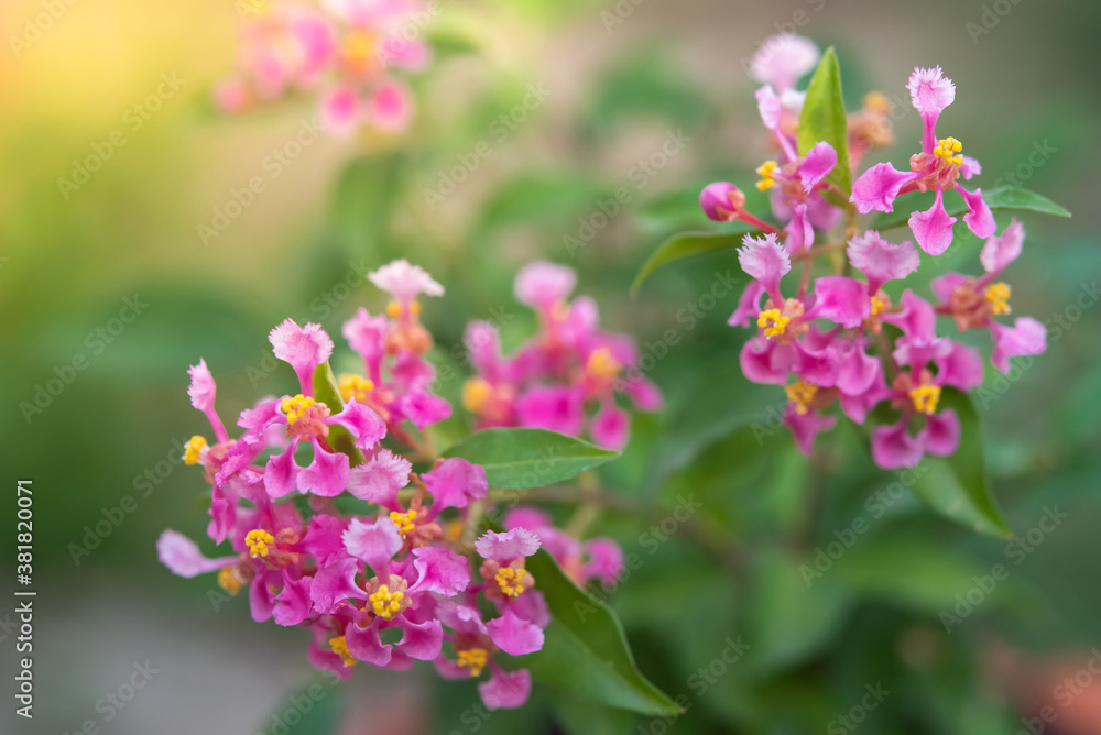 Pink cherry flowers bonsai tree. Pink cherry flowers bonsai tree.